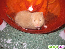 http://www.hamsteracademy.fr/forum/uploads/196719_a421af56d506c0266cf8b6242687c4bf.gif