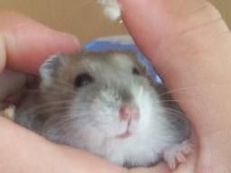 http://www.hamsteracademy.fr/forum/uploads/278030_hamster_russe.jpg