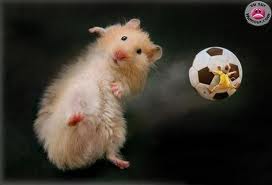 http://www.hamsteracademy.fr/forum/uploads/306356_imagesca7vh9q1.jpg