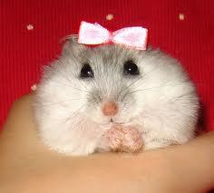 http://www.hamsteracademy.fr/forum/uploads/306356_imagescasgqjbr.jpg