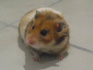 http://www.hamsteracademy.fr/forum/uploads/328676_cimg5375.jpg