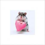 http://www.hamsteracademy.fr/forum/uploads/thumbs/244447_hamster_coeur.jpg