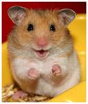 http://www.hamsteracademy.fr/forum/uploads/thumbs/244447_hamster_daffensif.jpg