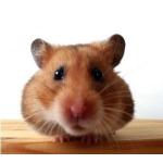 http://www.hamsteracademy.fr/forum/uploads/thumbs/244447_hamster_dorra.jpg