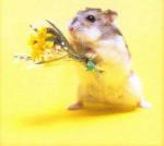 http://www.hamsteracademy.fr/forum/uploads/thumbs/244447_hamster_romantique.jpg