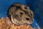 http://www.hamsteracademy.fr/forum/uploads/thumbs/45952_hamster_russe.jpg