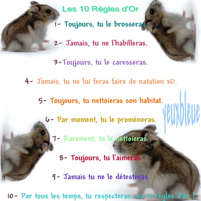 http://www.hamsteracademy.fr/gazette/5/7.jpg