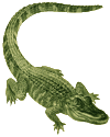 crocodile