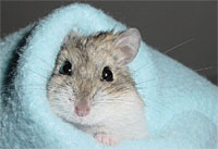 hamster14.jpg