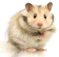 http://www.hamsteracademy.fr/images/hamster_chantilly.jpg