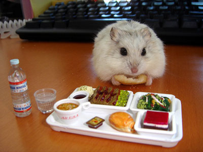 hamster_mange.jpg