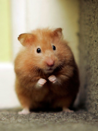 Hamster mignon