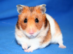 Hamster à poil ras