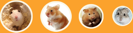 Hamster Academy