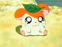 Hamtaro le Jeu